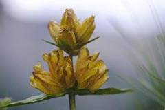 Punktierter Enzian  - Zum Vergroessern klicken!